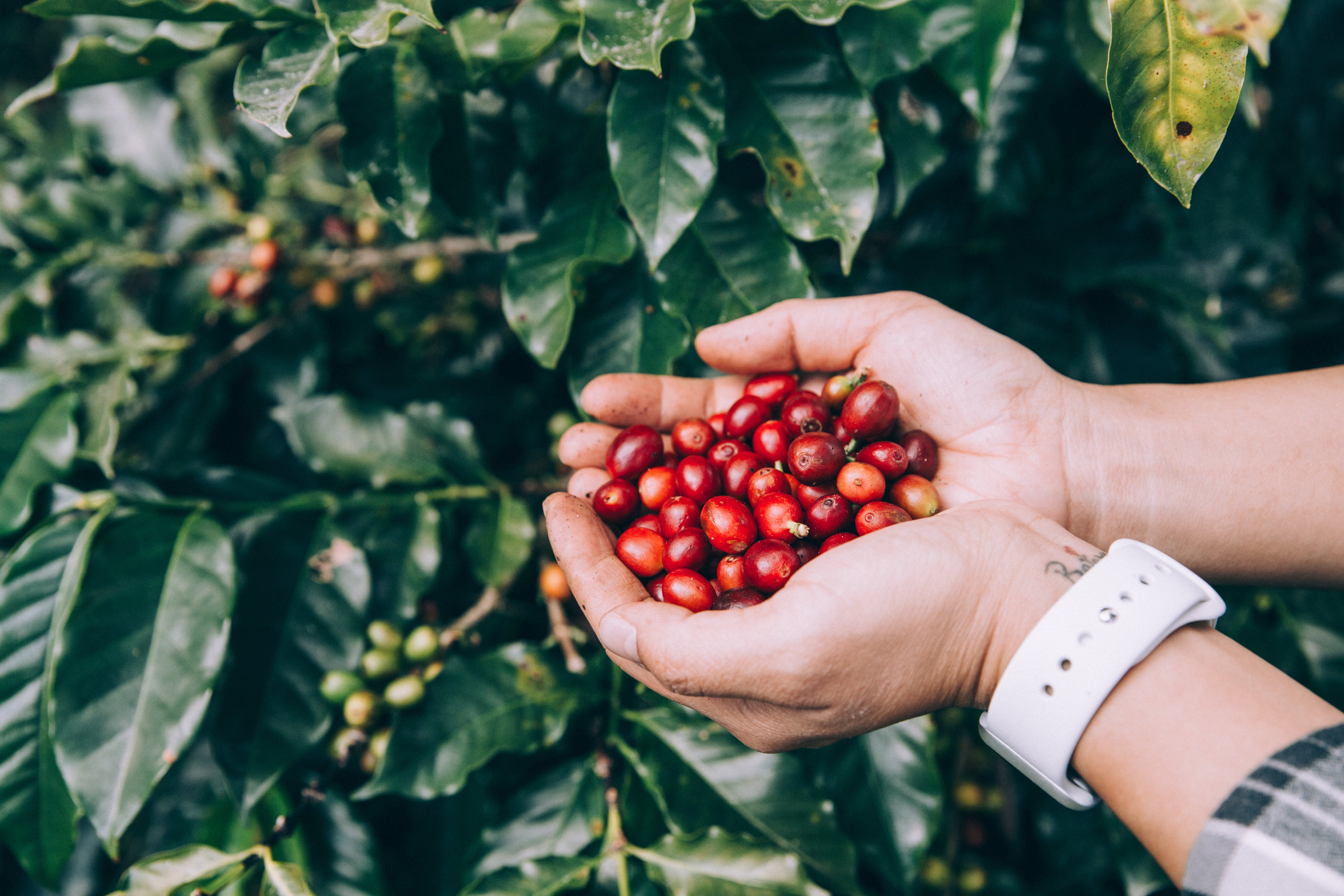 You drink Coffee. We found the best one Worldwide  for you